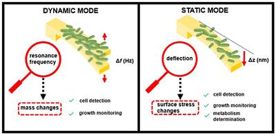 Nanomechanical Sensors as a Tool for Bacteria Detection and Antibiotic Susceptibility Testing